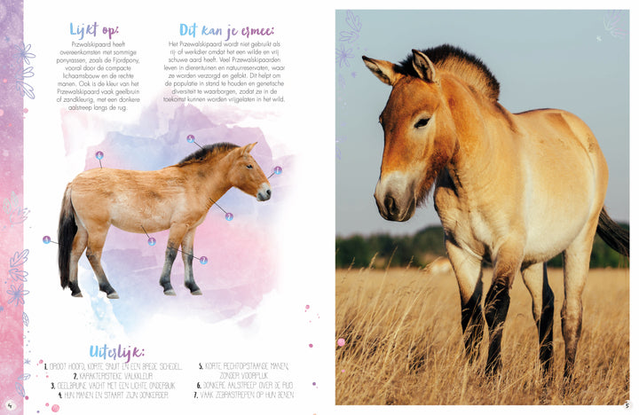 Rassenboek Deel 4