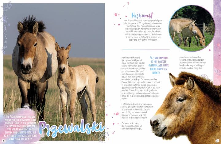 Rassenboek Deel 4